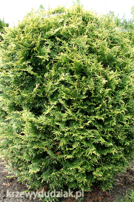 Thuja Kórnik formowana