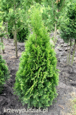 Thuja occidentalis 'Smaragd'